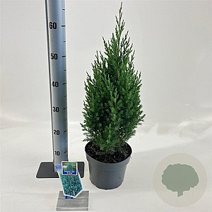 Juniperus chin. 'Stricta' 25-30 cm 3,0L