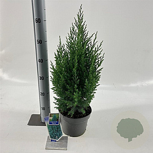 Juniperus chin. 'Stricta' 25-30 cm 3,0L