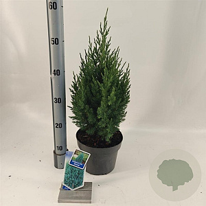 Juniperus chin. 'Stricta' 25-30 cm 3,0L