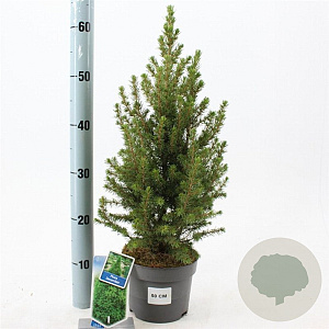 Picea gl. 'December' 25-30 cm 2,0L
