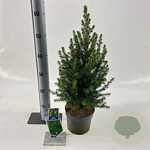 Picea gl. 'December' 25-30 cm 2,0L