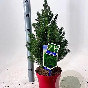 Picea gl. 'December' 40-50 cm 2,0L