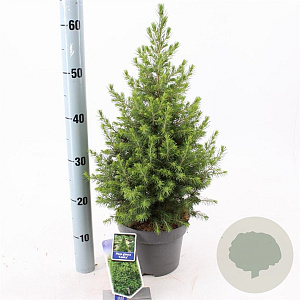 Picea gl. 'December' 50-55 cm 3,0L