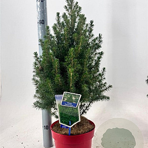 Picea gl. 'December' 50-60 cm 3,0L