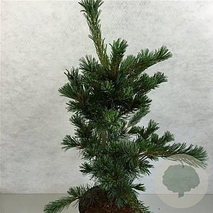 Pinus parv. 'Blauer Engel' 70-80 cm 7,5L