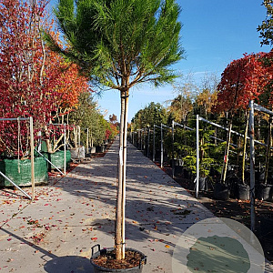 Pinus pinea 180 cm stam container 20-25