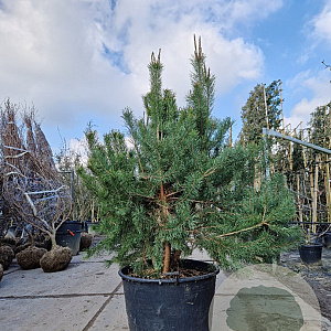 Pinus sylvestris 150-175 cm container meerstammig