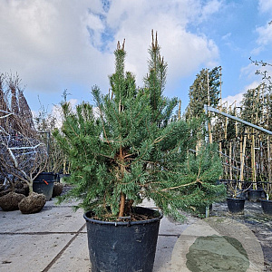 Pinus sylvestris 150-175 cm container meerstammig