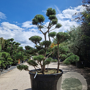 Pinus sylvestris 175-200 cm cont. 500L bonsai