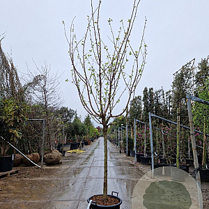 Prunus armeniaca 100 cm stam container 14-16