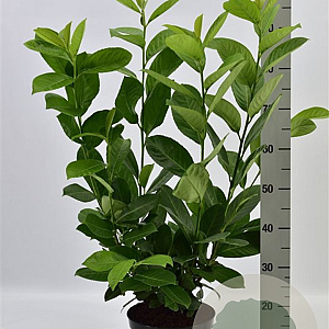 Prunus I. 'Rotundifolia' 80-100 cm 5,0L