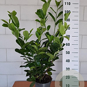 Prunus I. 'Rotundifolia' 80-100 cm 5,0L