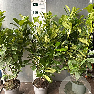 Prunus I. 'Rotundifolia' 80-100 cm 5,0L