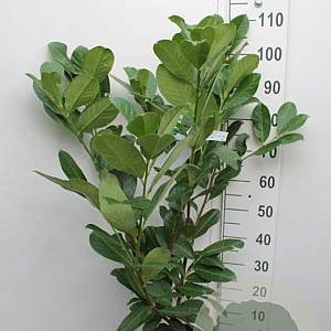 Prunus I. 'Rotundifolia' 80-100 cm 5,0L