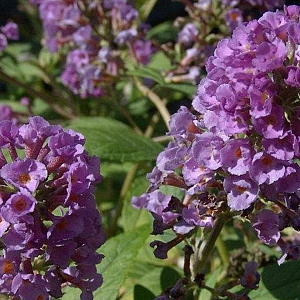 Buddleja 'Blue Chip' GM C3