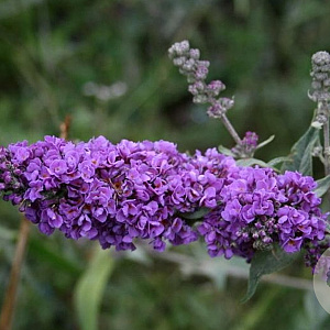 Buddleja 'Blue Chip' GM C3