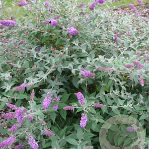 Buddleja 'Blue Chip' GM C3