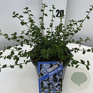 Ceanothus thyrsiflorus repens 20-25 cm 2,0L