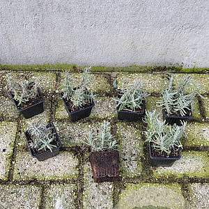 Lavandula ang. 'Hidcote' plantgoed P9