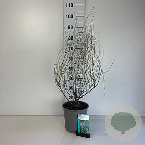 Perovskia 'Blue Spire' 50-60 cm 6,5L