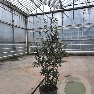 Quercus ilex 125-150 cm 25L