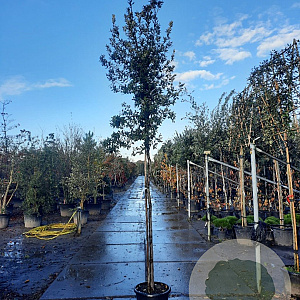 Quercus ilex 10-12 HO 35L