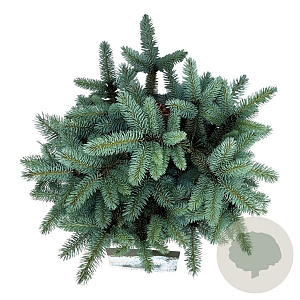 Picea pungens 'Glauca Globosa' 30-40 cm 15L