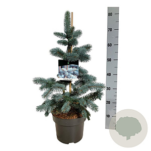 Picea pungens 'Koster' 40-50 cm 5,0L