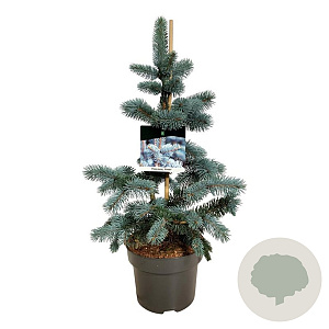 Picea pungens 'Koster' 40-50 cm 5,0L