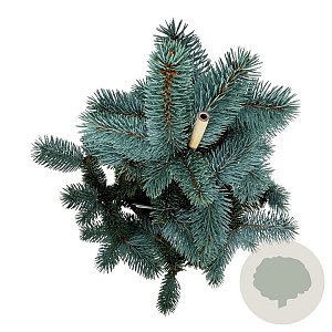 Picea pungens 'Koster' 40-50 cm 5,0L