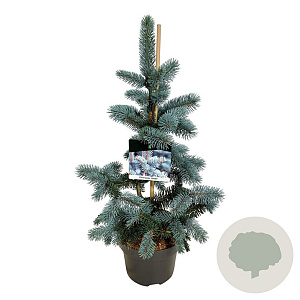 Picea pungens 'Koster' 40-50 cm 5,0L