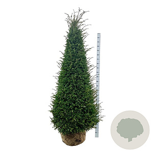 Taxus baccata 200-225 cm draadkluit piramide extra