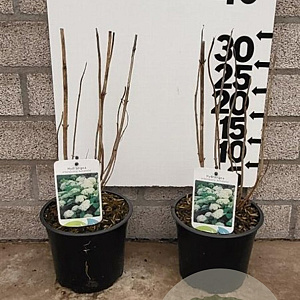 Hydrangea a. 'Annabelle' 20-25 cm 2,0L