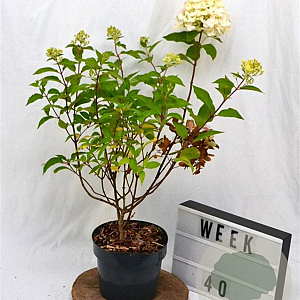Hydrangea pan. Graffiti 30-40 cm 3,0L