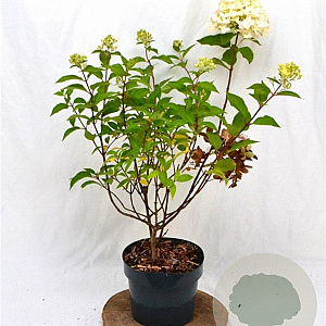 Hydrangea pan. Graffiti 30-40 cm 3,0L