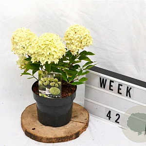 Hydrangea pan. Little Spooky 30-40 cm 3,0L