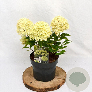 Hydrangea pan. Little Spooky 30-40 cm 3,0L