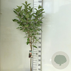 Hydrangea pan. 'Phantom' 60 cm stam 7,5L