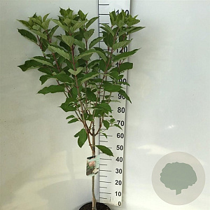 Hydrangea pan. 'Phantom' 60 cm stam 7,5L
