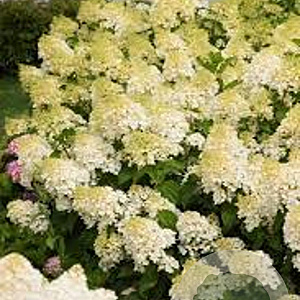 Hydrangea pan. 'Silver Dollar' 50-60 cm 3,0L