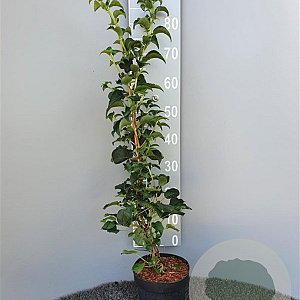 Hydrangea anomala petiolaris 80-100 cm 3,0L