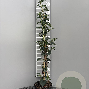 Hydrangea anomala petiolaris 80-100 cm 3,0L