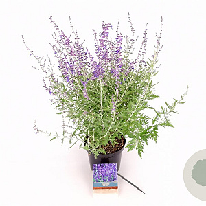 Perovskia 'Blue Spire' 30-40 cm 3,0L