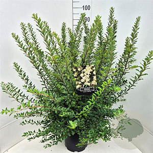 Spiraea nipp. 'Snowmound' 80-100 cm 10L