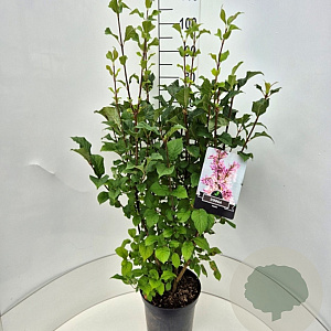 Syringa josikaea 80-100 cm 10L