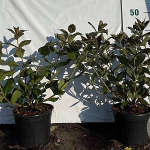 Weigela florida 'Tango' 40-50 cm 2,0L