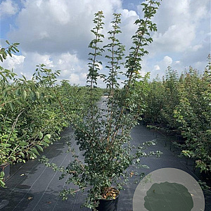 Acer campestre 125-150 cm 20L