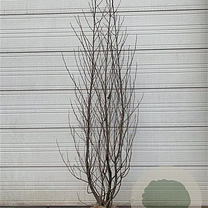 Alnus glutinosa 200-250 cm met kluit solitair