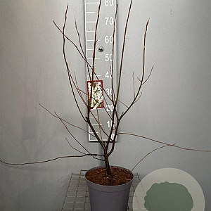 Amelanchier lamarckii 60-80 cm 4,0L