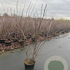 Amelanchier lamarckii 80-100 cm 4,0L